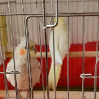 عروس هلندی|پرنده|اسدآباد, |دیوار