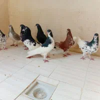 کبوتر شهری|پرنده|جره و بالاده, |دیوار