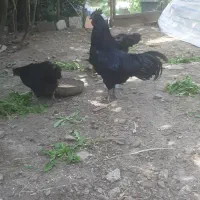 حراج مرغ و خروس آیام سمانی|حیوانات مزرعه|لاهیجان, لیل|دیوار