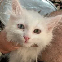 واگذاری بچه گربه