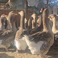 غاز تولوز فرانسه|حیوانات مزرعه|گنبد کاووس, |دیوار