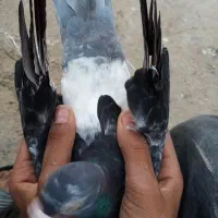 کبوتر مسافتی معاوضه|پرنده|خان ببین, |دیوار