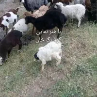 بره نر وماده سبک (نژاد افشار رومن رومانف بز شال )