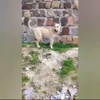 سگ سرابی 10ماهه