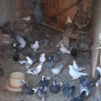 کبوتر جفتی ‌200 تومان