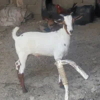 کهره نر|حیوانات مزرعه|خمیر, |دیوار