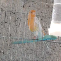 قناری نقره ای نرمست شلاقی .انگشتر.سهره.عروس هلندی|پرنده|کرمانشاه, |دیوار