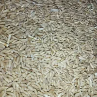 فروش گندم دیم و آبی