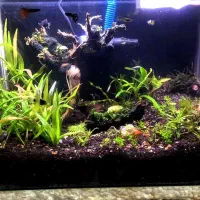 اکواریوم گیاه پلنت|ماهی|ملایر, |دیوار