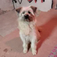 واگذاری سگ اشپیتز پاکوتاه