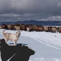 سگ خراسانی نر جوان