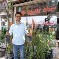 نهال بادام پایه رویشی