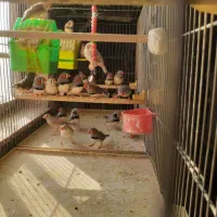 فروش پرنده فنچ|پرنده|قزوین, |دیوار