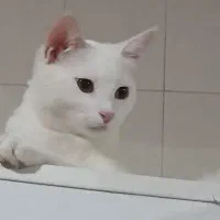 گربه میکس بریتیش و اسکاتیش