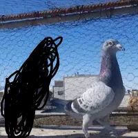 کفتر نر‌پلاکی‌گم‌شوده