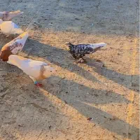 جفت سرور دم سفید و سینه سیاه بی عیب|پرنده|صدرا-فارس, فاز ۱|دیوار