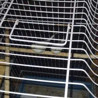 مرغ عشق|پرنده|بندرعباس, |دیوار