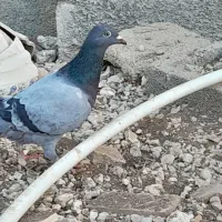 کبوتر|پرنده|لامرد, |دیوار