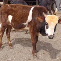 ورزا چالوسی گاو نر