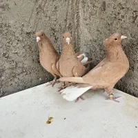 زرد دمسفید کلاهی کربلایی مخملی کلاهی