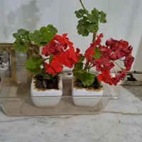 این گلهای میفروشم جای گرمایشی ندارم|گل و گیاه طبیعی|بومهن, |دیوار