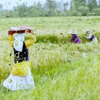 برنج هاشمی گیلار