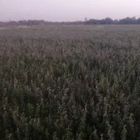 یونجه|خدمات باغبانی و درختکاری|سوسنگرد, |دیوار