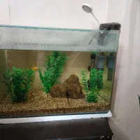 آکواریوم کوچک|ماهی|گرگان, |دیوار