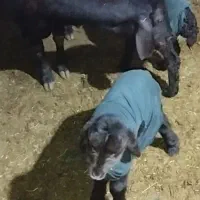 فروش یک راس میش سیمنتال پر شیر .دوقلو زا|حیوانات مزرعه|مینودشت, |دیوار