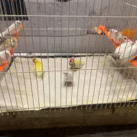 فنچ بنگالی گلدین|پرنده|مشهد, بهاران|دیوار