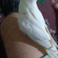 عروس هلندی رام و اواز خان|پرنده|میناب, |دیوار