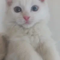 گربه
