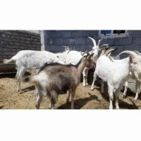 نر بز وماده بز سانن وآلپاین