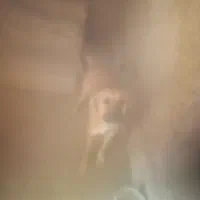 سگ. نگهبان. وگله