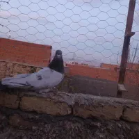 کله دم|پرنده|بجنورد, |دیوار