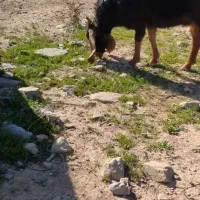 بز وتیشتر سه قلویی امیدیه