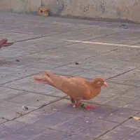 کبوتر گمشده