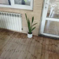 گل شاداب