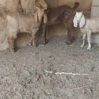 میش بره نر بره ماده بزکره نرکره ماده|حیوانات مزرعه|کرمان, |دیوار