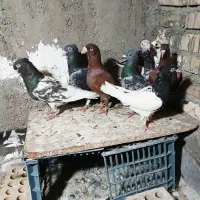 رنگی. پلاکی. دورگ