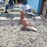 زرددمپاک