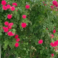 ملک برای تاسیس گلخانه به صورت شراکت