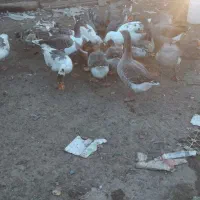 غاز طبیعی|حیوانات مزرعه|خلخال, |دیوار