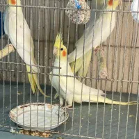 عروس هلندی جوجه،بالغ،مولد|پرنده|کوچصفهان, |دیوار