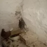 نر و ماده هفرنگ دم سفید