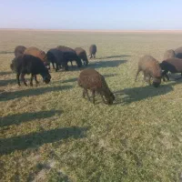 ۳۰عدد بره نر داشتی