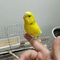 مرغ عشق نر|پرنده|اسلام‌شهر, شهرک محمدیه|دیوار