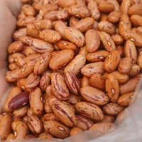 لوبیا چیتی|خوردنی و آشامیدنی|قم, باسکول|دیوار