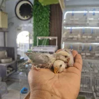 سرلاکی برزیلی