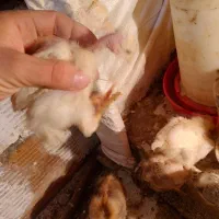 جوجه های پانزده روزه